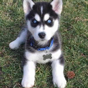Husky siberiano