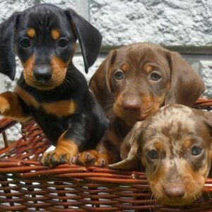 Dachshund