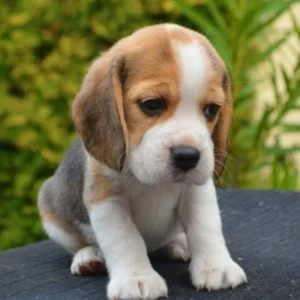 Beagle
