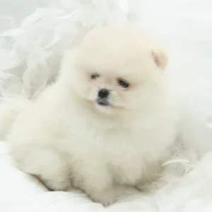 Pomerania