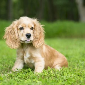 cocker spaniel