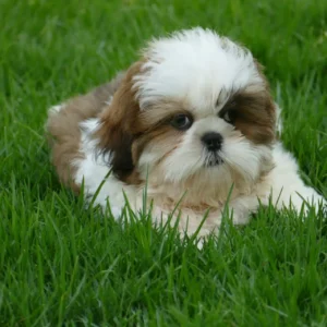 Shih tzu